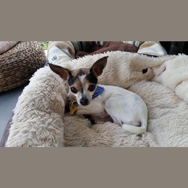 Photo of Yoda (Foster To Adopt)