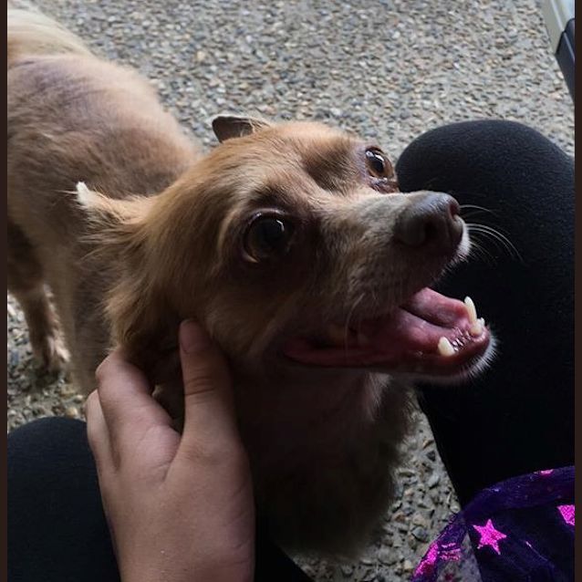 Photo of Daisy (Available Soon)