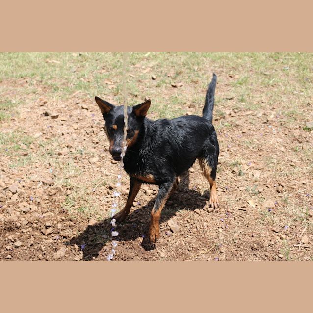 Photo of Jeff (Adoption Pending)