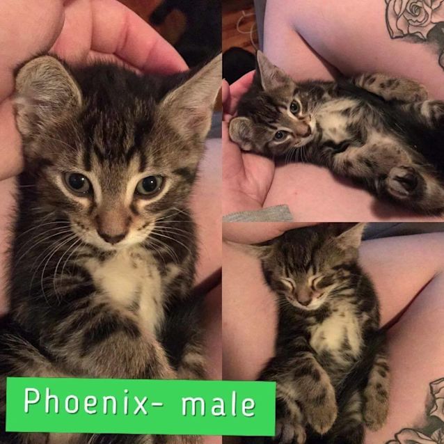 Photo of Phoenix