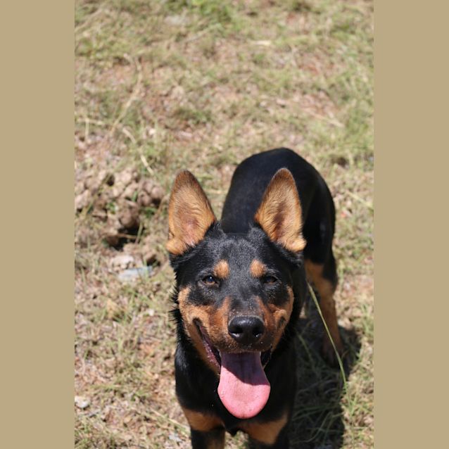 Photo of Jeff (Adoption Pending)