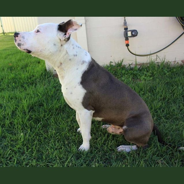 Photo of Dozer ~10mo Cuddly Staffy Boy (On Trial 13/3/17)