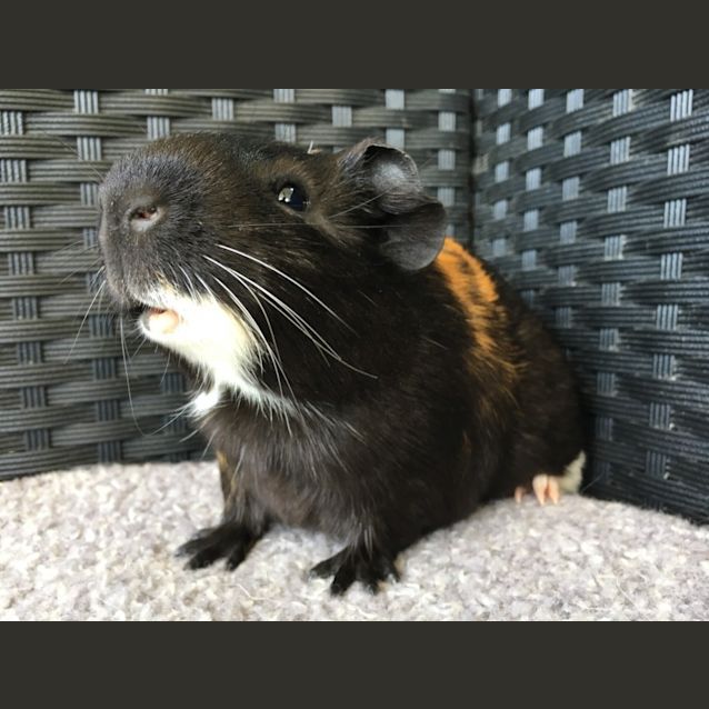 Photo of Reggie And Jasper