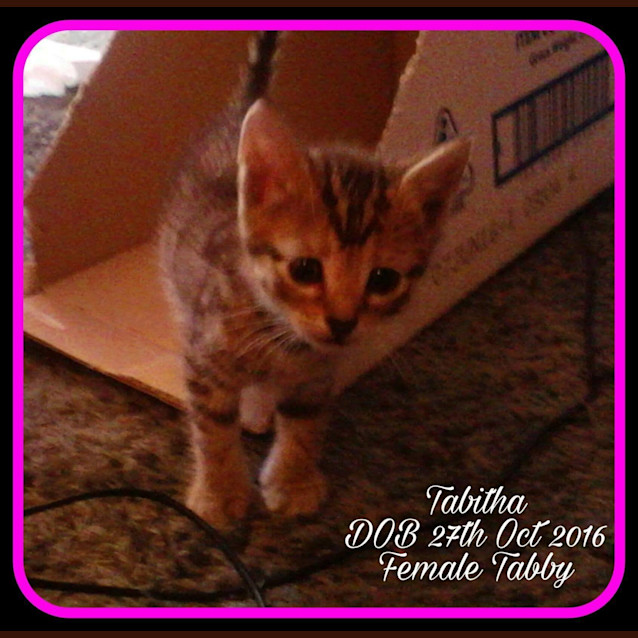 Photo of Tabitha