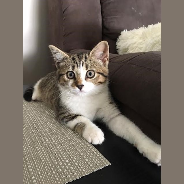 Photo of Jazz