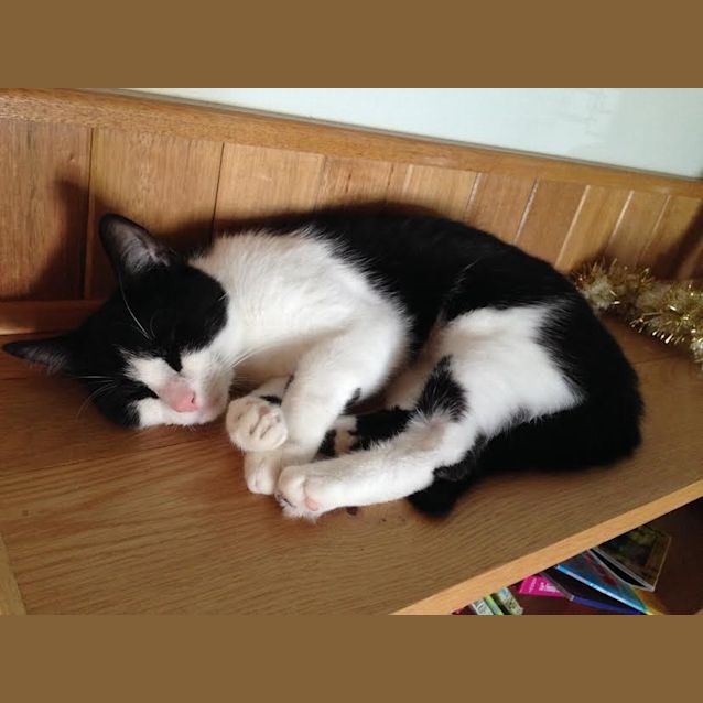 Photo of Fifi