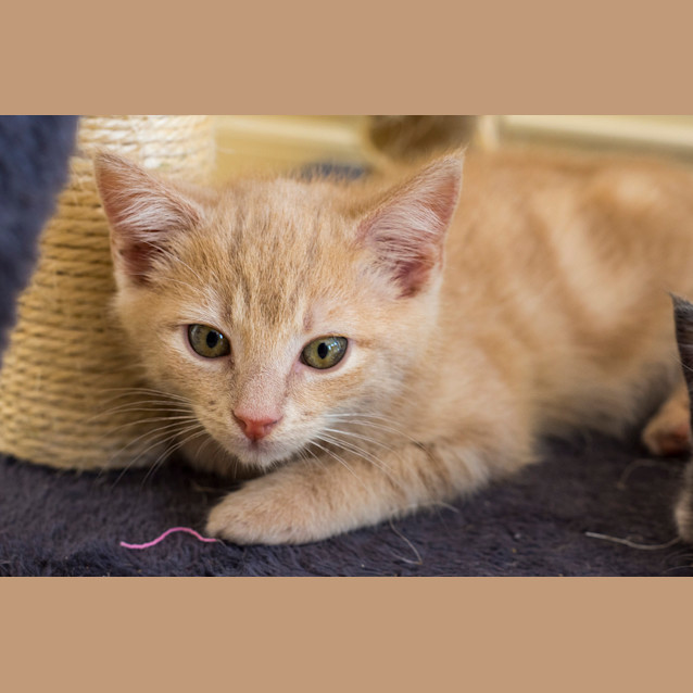 Photo of Johnny Storm **2nd Chance Cat Rescue**