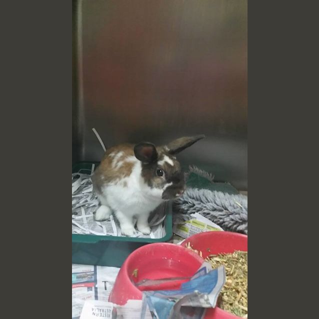 Photo of Julian Bunny