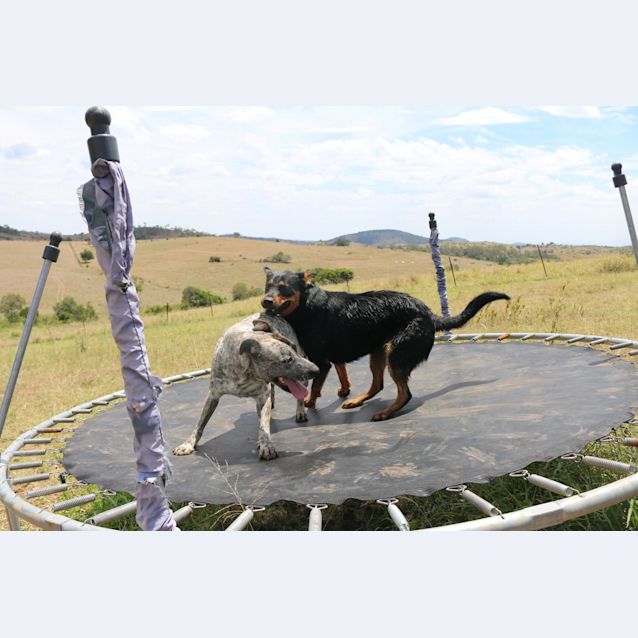 Photo of Jeff (Adoption Pending)