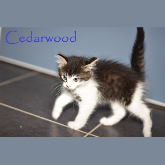 Photo of Cedarwood ***2nd Chance Cat Rescue***