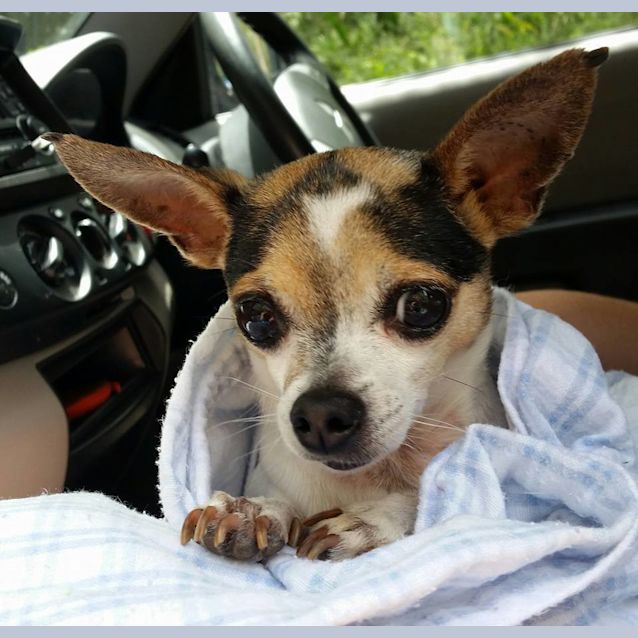 Photo of Yoda (Foster To Adopt)