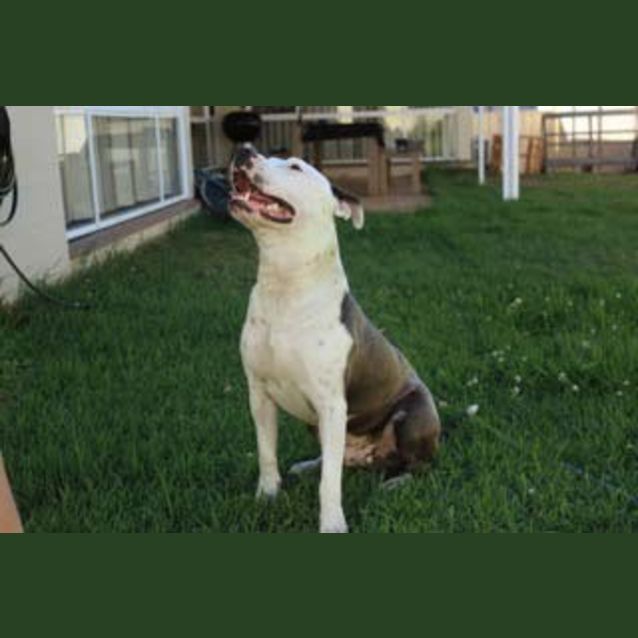 Photo of Dozer ~10mo Cuddly Staffy Boy (On Trial 13/3/17)