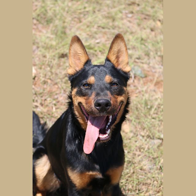 Photo of Jeff (Adoption Pending)