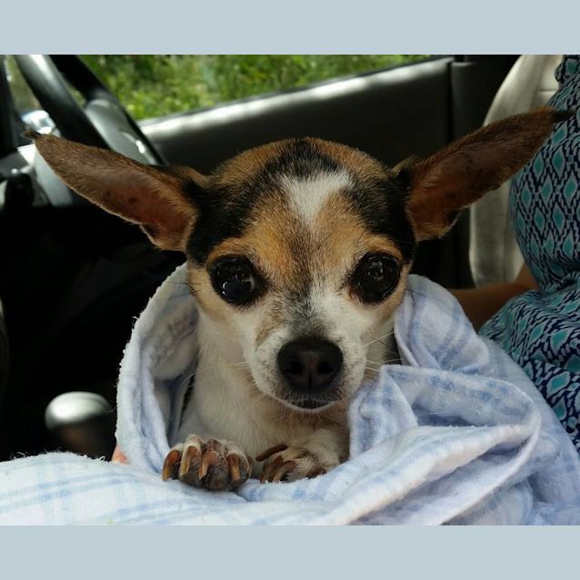 Photo of Yoda (Foster To Adopt)