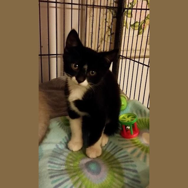 Photo of Sayer ** 2nd Chance Cat Rescue**