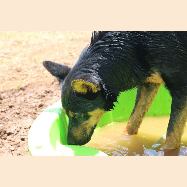 Photo of Jeff (Adoption Pending)