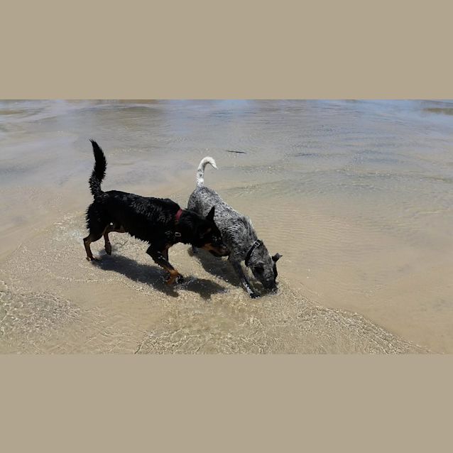 Photo of Jeff (Adoption Pending)