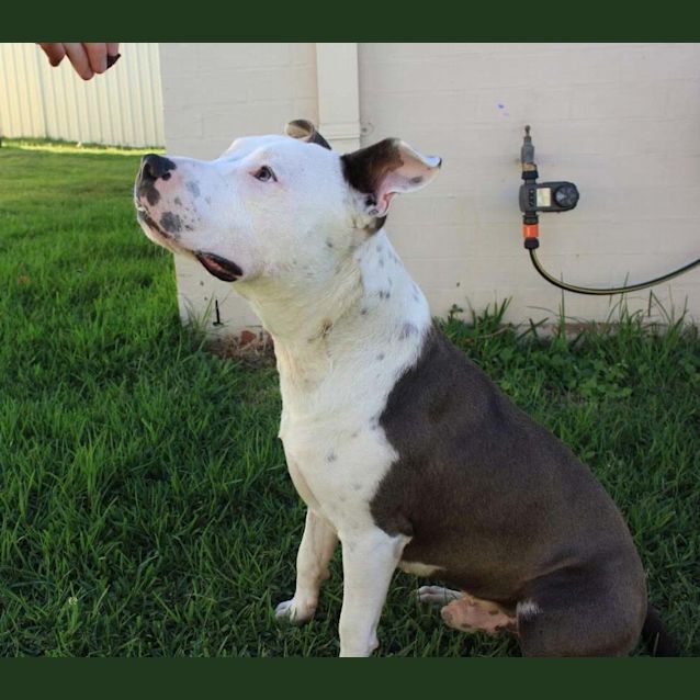Photo of Dozer ~10mo Cuddly Staffy Boy (On Trial 13/3/17)