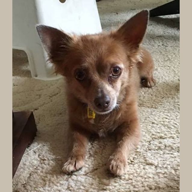 Photo of Daisy (Available Soon)