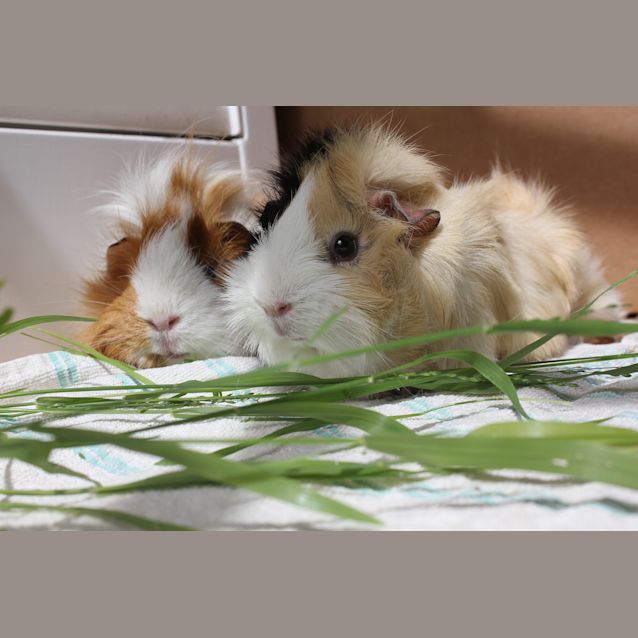 Photo of Ginger & Iggie 