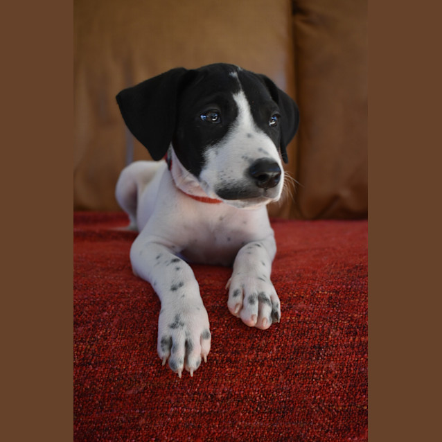 Photo of Meeko