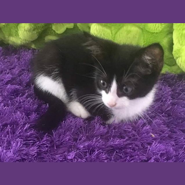 Photo of Sylvester