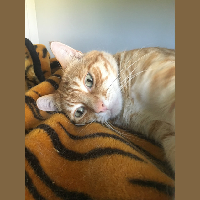 Photo of Toodles Id35734