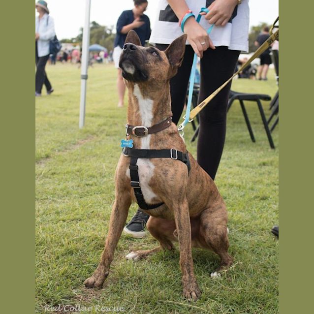 Photo of Dusty (Adoption Pending)