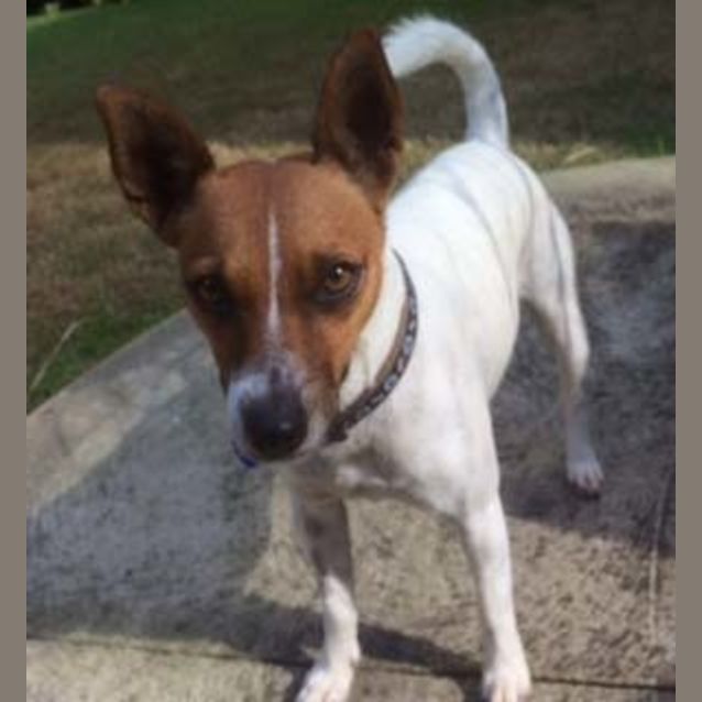 Photo of Vegas ~  Foxie Girl (On Trial 12/07/17)