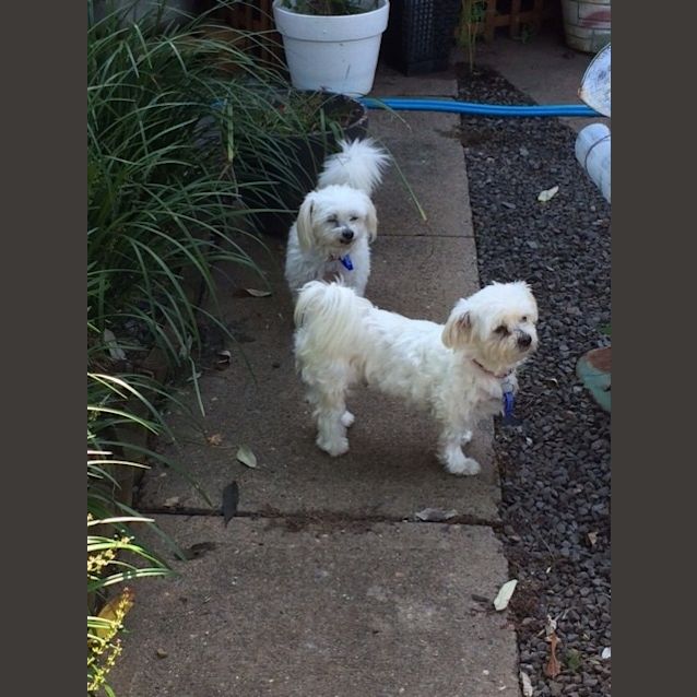 Photo of Molly & Cindy ~ 11 & 9yo Maltese (On Trial 6/5/17)