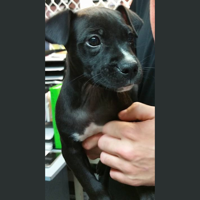 Photo of Bandit
