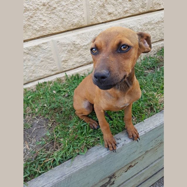 Photo of Caramel 