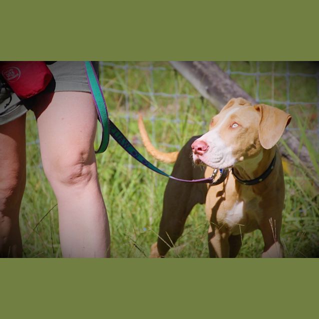 Photo of Django ~ Bull Arab X Puppy ~ On Trial 30/4/17