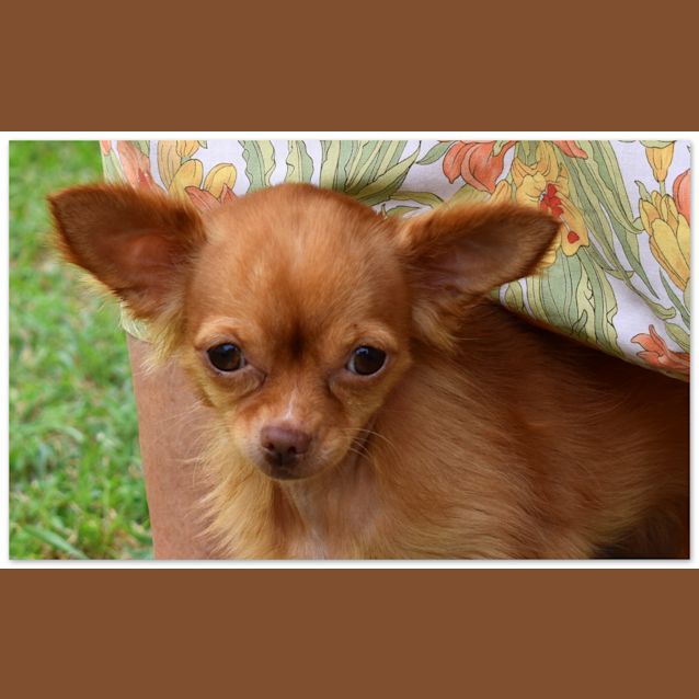 Photo of Phoebe