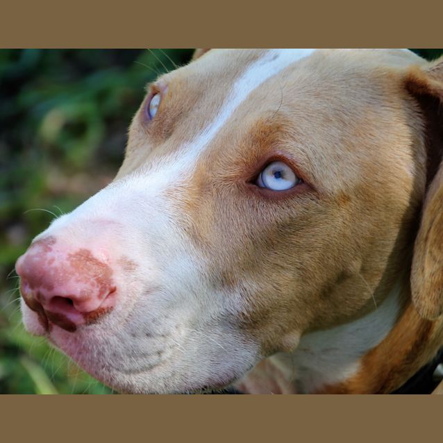 Photo of Django ~ Bull Arab X Puppy ~ On Trial 30/4/17