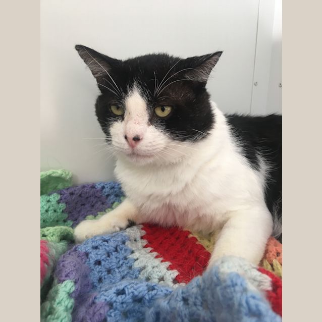 Photo of Morty Id34189