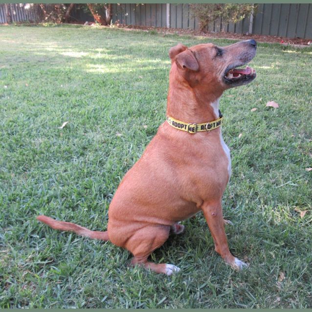 Photo of Fletch *On Trial In His New Home*