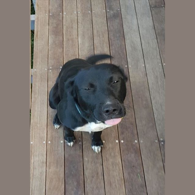 Photo of Cricket