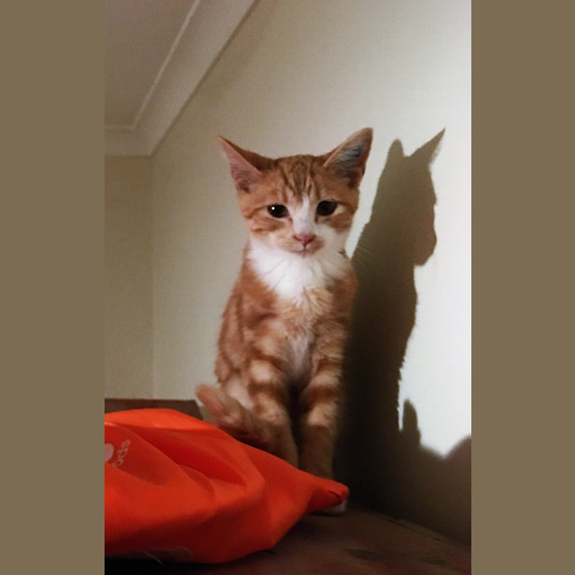 Photo of Banjo
