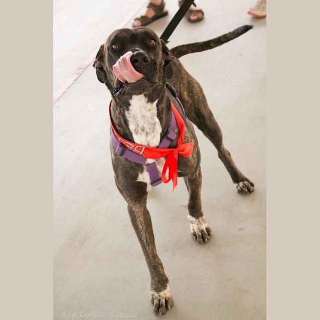 Photo of Miley (Adoption Pending)