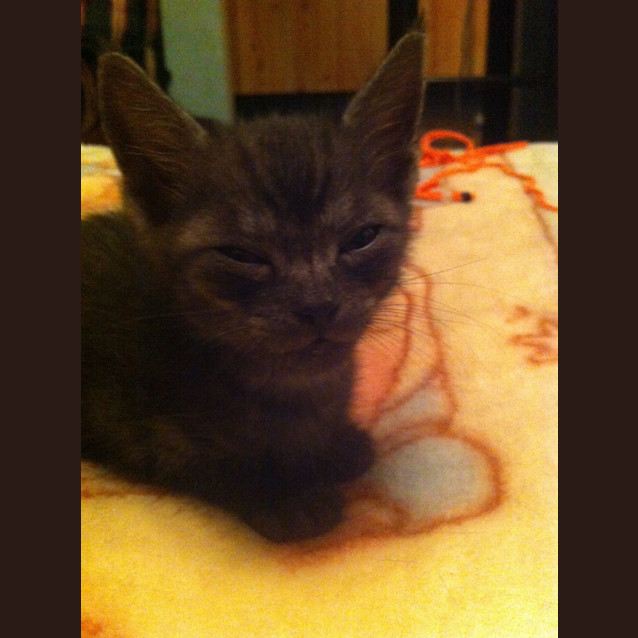 Photo of Connie (To Be Adopted With Willy)