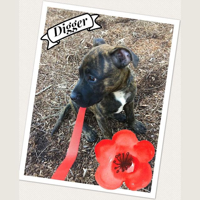 Photo of Digger ~ Male Staffy X Puppy (On Trial 6/5/17)