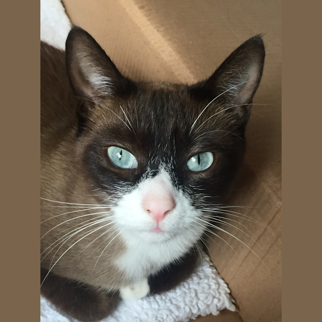 Photo of Chelsea ❄️🐾 Stunning Snowshoe Oriental Cat