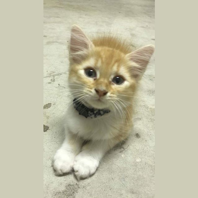 Photo of Nala