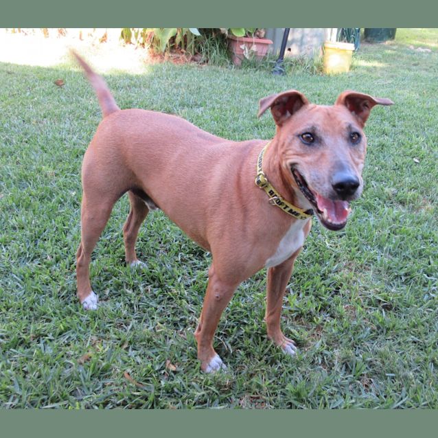 Photo of Fletch *On Trial In His New Home*