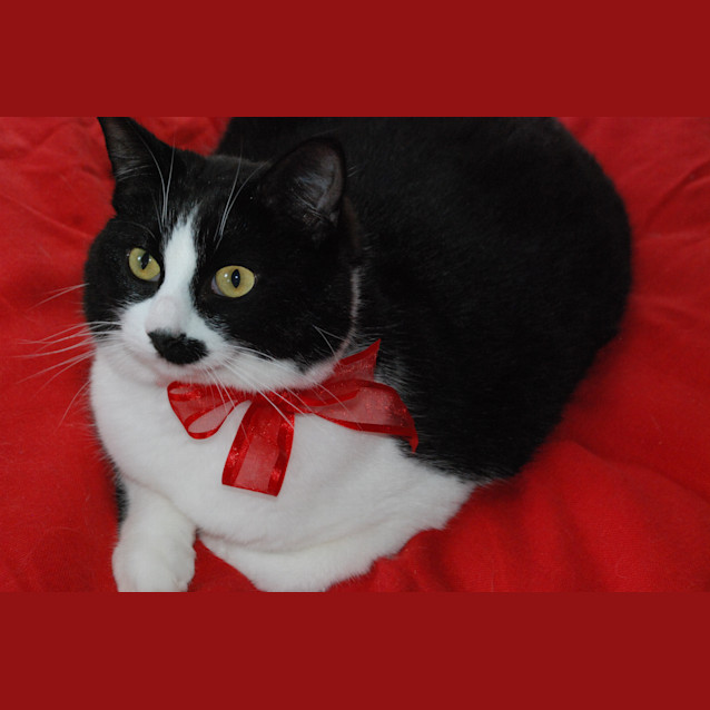 Photo of Jacqueline~Gentle Sweetheart