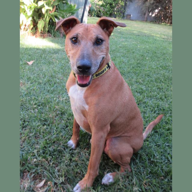 Photo of Fletch *On Trial In His New Home*