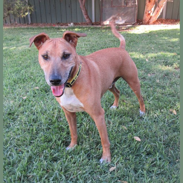 Photo of Fletch *On Trial In His New Home*