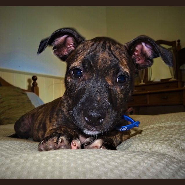 Photo of Lucinda ~ Cute Staffy X Puppy(on Trial 28/03/17)