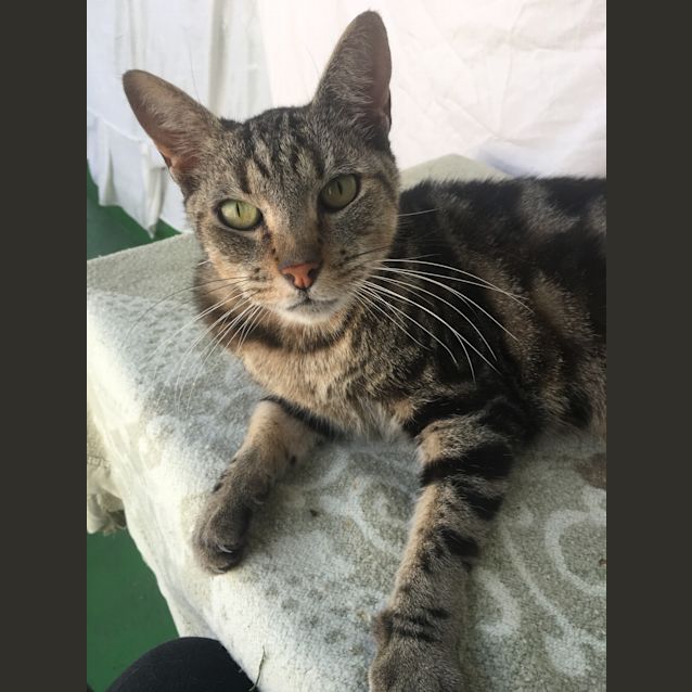 Photo of Indy Id33371